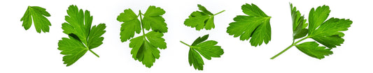 Why Parsley? – A Natural Antibacterial