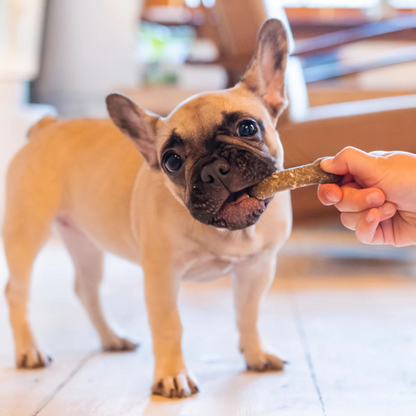 Earthbones Dental Chews For Dogs